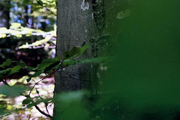 Extrait de la série « J'ai appris dans les Alpes » : Croix du Nivolet, Ecriture