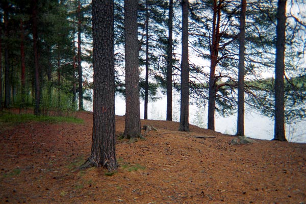 Extrait de la série « Possibilité de mémoire » : Finlande, Forêt