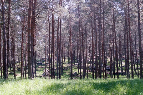 Extrait de la série « Possibilité de mémoire » : Fontainebleau, Forêt