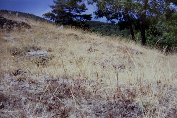 Extrait de la série « Possibilité de mémoire » : Cévennes, Herbes 2